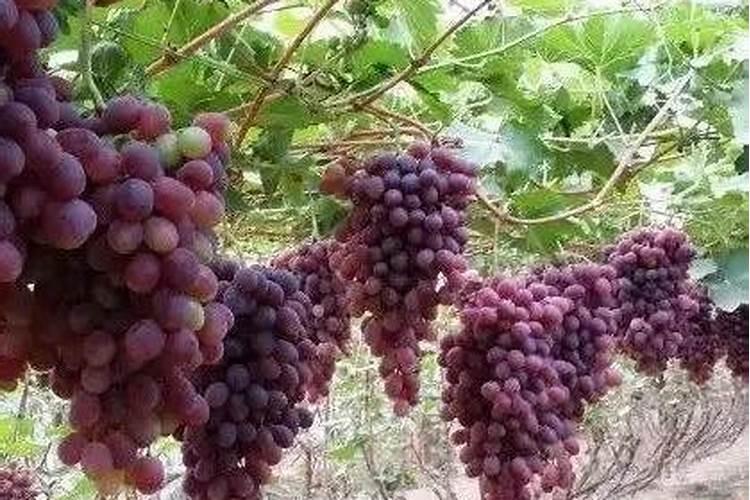 葡萄二次膨大期用什么肥料