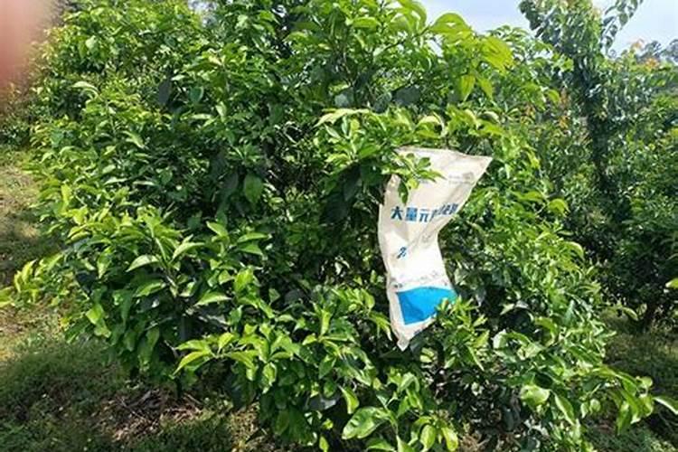 水容肥给果树多久施肥一次