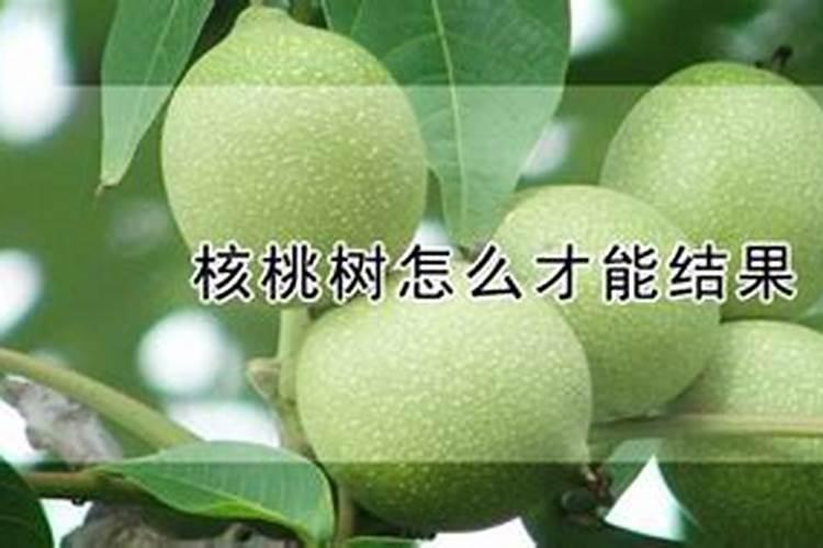 核桃树怎样才能结果多