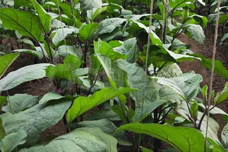 茄子夏季如何追肥腐植酸水溶肥呢？