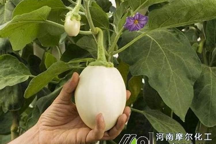 茄子夏季如何追肥腐植酸水溶肥呢？
