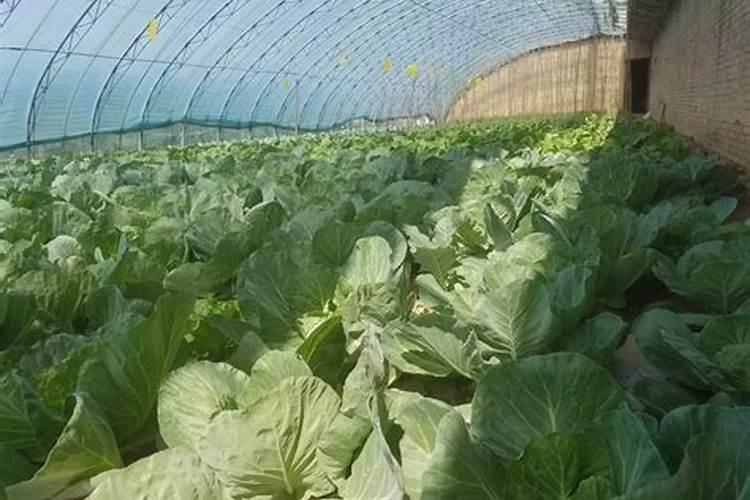 连续阴雨天,大棚蔬菜该如何施肥？是不是施肥越多越好？
