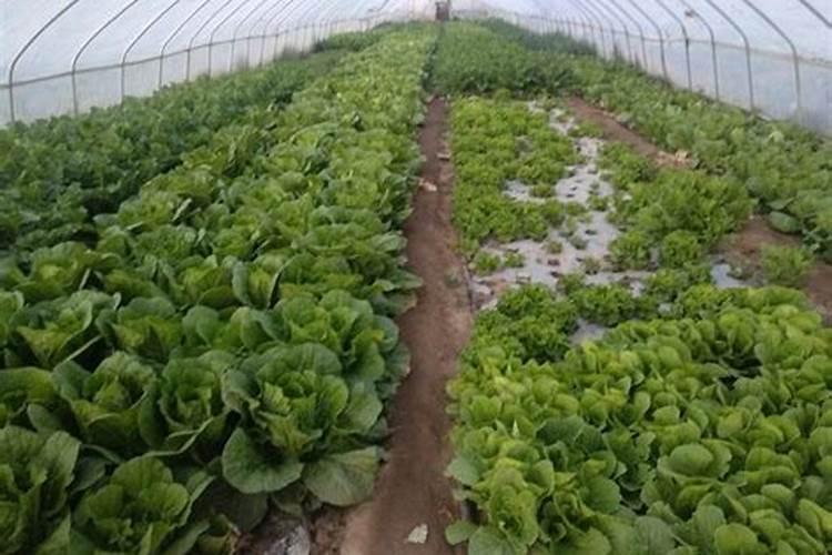 施可丰牌硝硫基冲施肥适合哪种作物哪个阶段