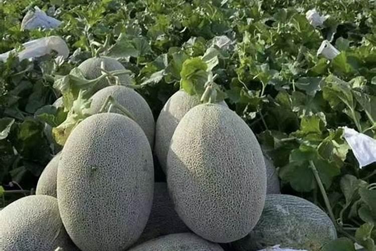 甜瓜 害虫 芸苔素