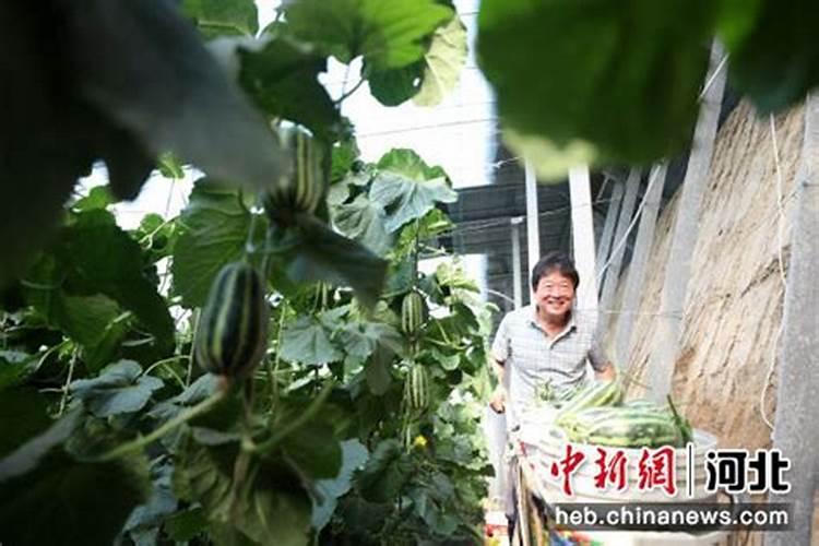 甜瓜病毒病怎么治效果好