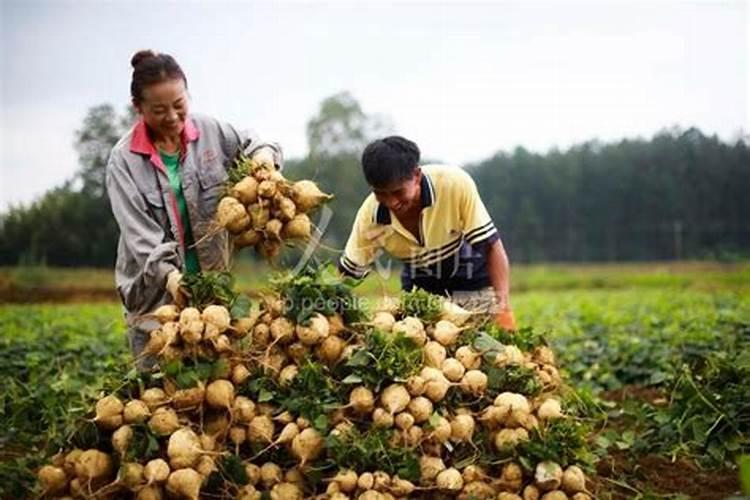 什么叶面肥能让水果提前成熟？