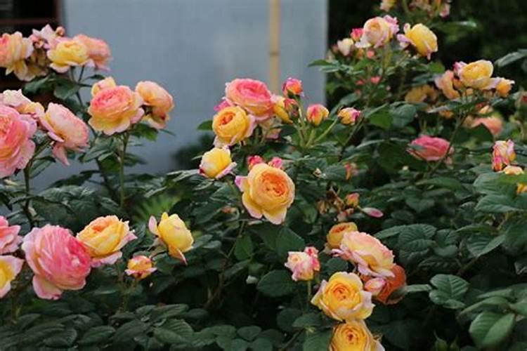 月季冒芽后如何施肥