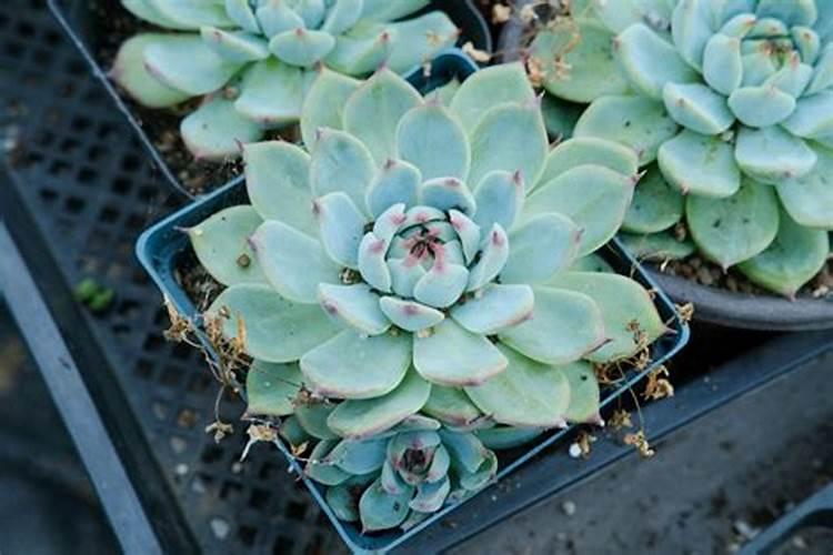 盆栽多肉植物施什么肥 该如何施肥