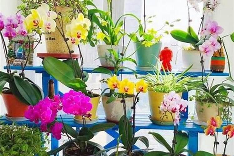 蝴蝶兰什么季节施肥