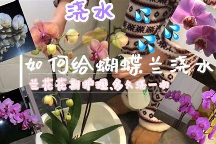 蝴蝶兰夏季怎么施肥