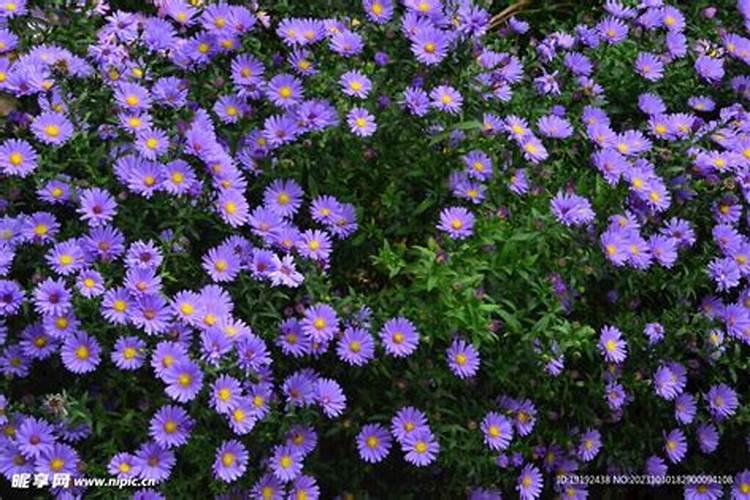 草甘膦加什么效果好？