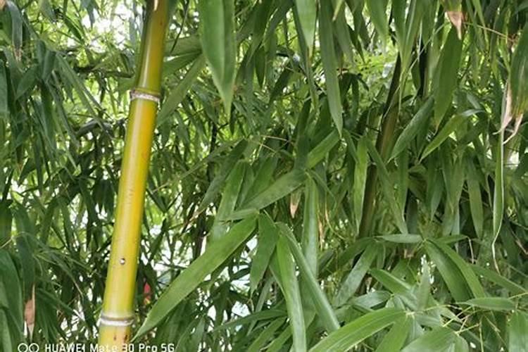 氮肥属于有机肥还是大量元素肥料