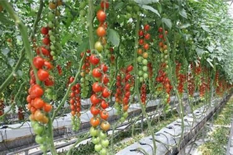 大棚西红柿连阴天过后可以冲高钾肥吗