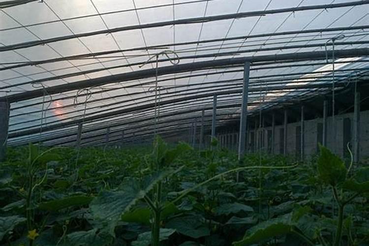 大棚种番茄连阴好几天能喷叶面肥吗