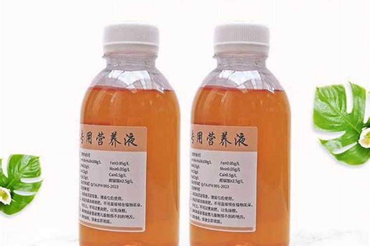白犀牛海芋水培怎么放营养液？