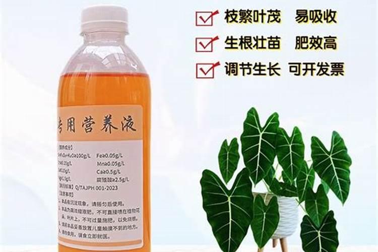 滴水观音植物的根象芋头吗？
