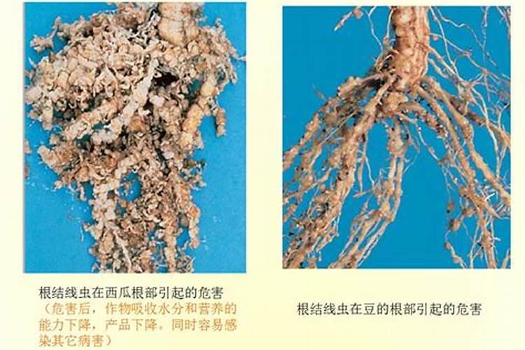 花生根结线虫病防治方法