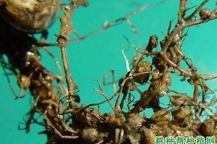 灭线磷使用方法