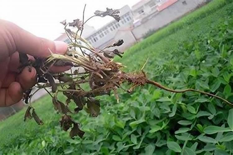 花生的根结线虫病要怎样防治？