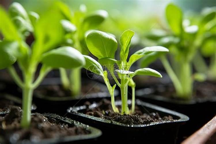小白菜底肥放什么肥好(底肥施用方法)