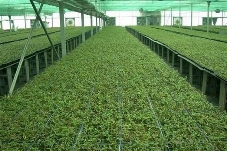 家庭盆栽石斛施什么肥料最好