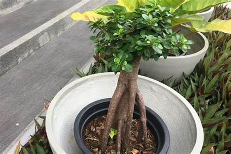 如果你养着幸福树,想要春季开满“喇叭花”,这几件事要做好