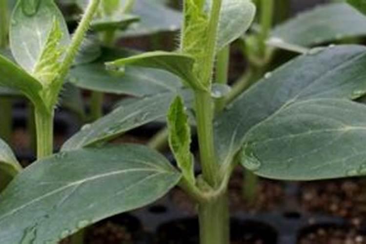 大豆幼苗期喷什么叶面肥效果好