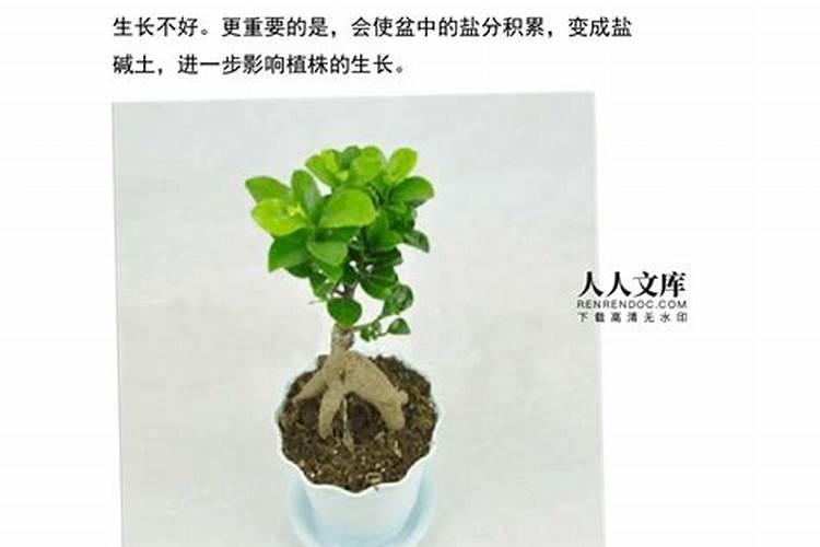 榕树秋天怎么养护