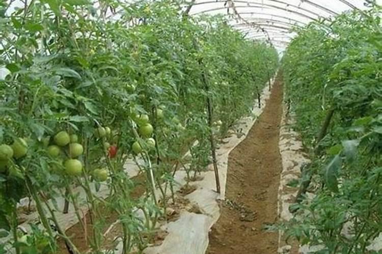 番茄养秧彭果儿冲施什么肥料番茄养秧彭果儿冲施什么肥料？