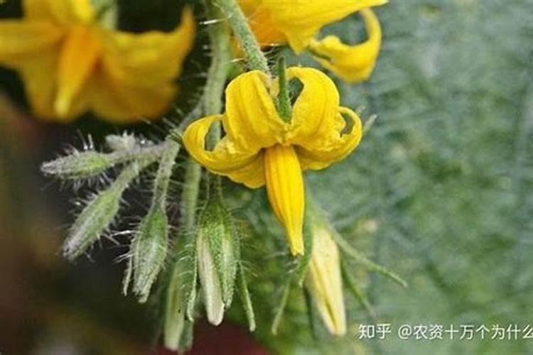 西红柿有花蕾不开花怎么办？