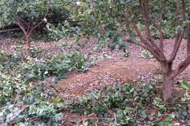 油茶树可以施复合肥吗