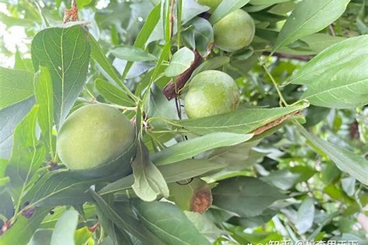 李子树种植方法