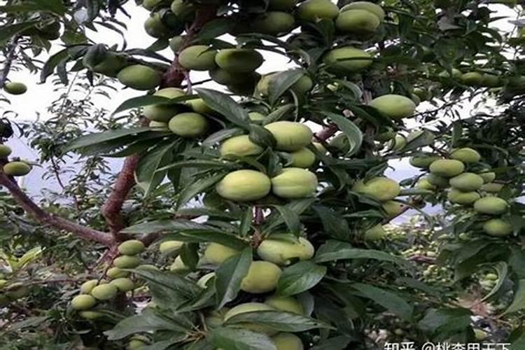 李子树苗的种植方法 李子树怎么养殖