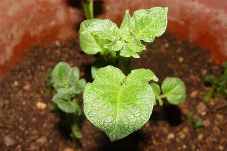 大豆结荚期用什么叶面肥