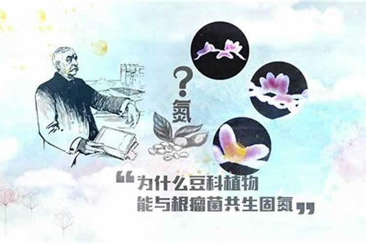 为什么豆类植物可以固氮
