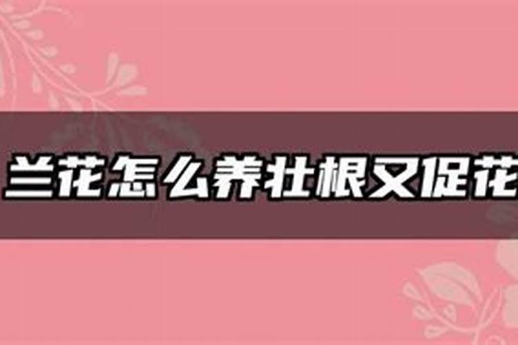 兰草促花的最佳方法(施什么肥促根促芽又促进兰花开花)