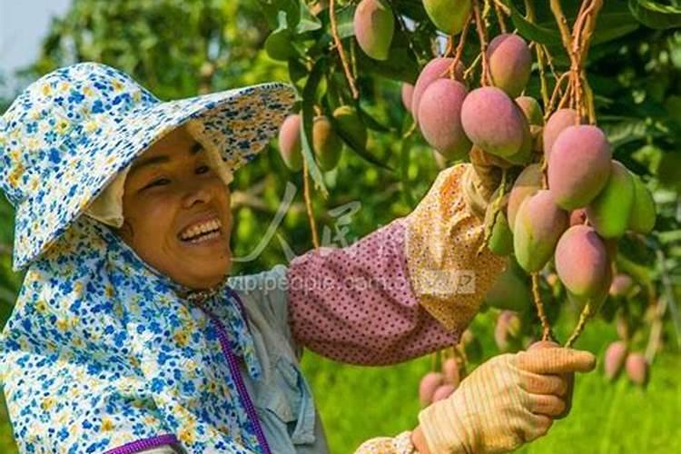 芒果用什么肥料最好