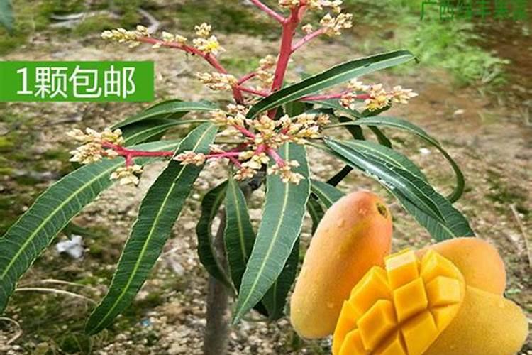 高产芒果需要掌握什么种植技巧 芒果施肥方法介绍