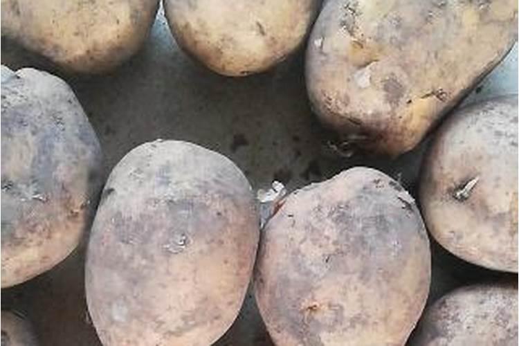 土豆浇什么肥料合适