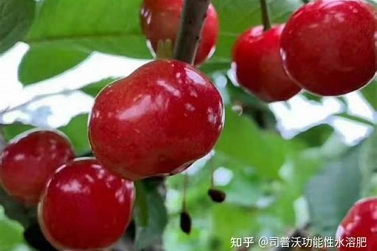 钾肥的正确使用方法