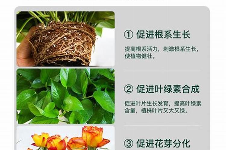 茄子能进行育苗移栽吗？
