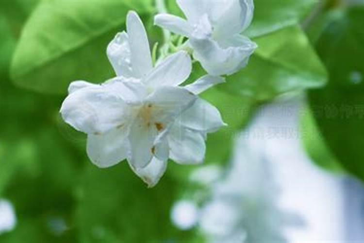 刚买的茉莉花怎么养才长得好 刚买的茉莉花如何养