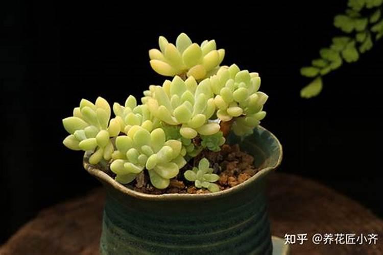 夏天养护花卉需要注意哪些控养方法