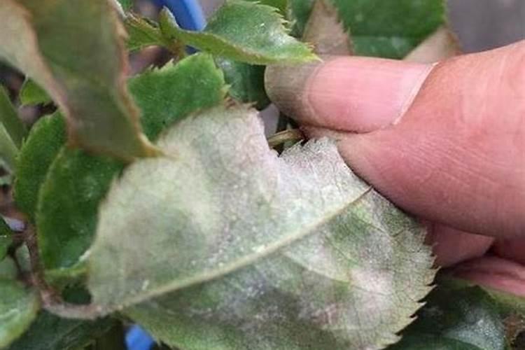 月季白粉病怎么治