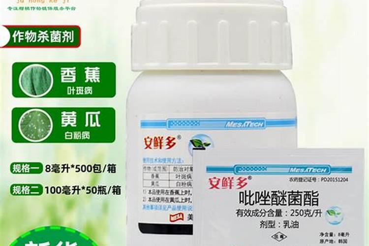 月季花白粉病的防治