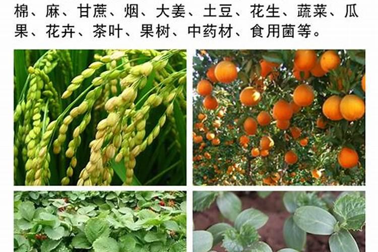 小麦叶面肥有哪些