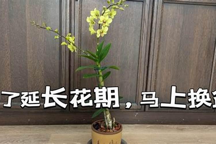 秋石斛怎么养才能爆盆