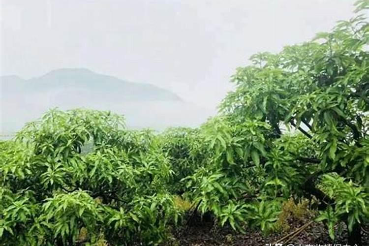 铵态氮是什么肥料