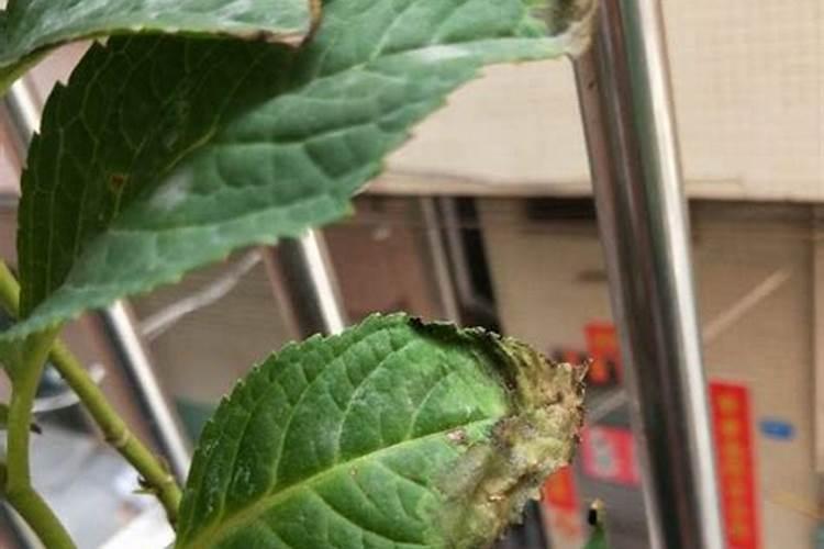 大葱干尖黄叶特效药