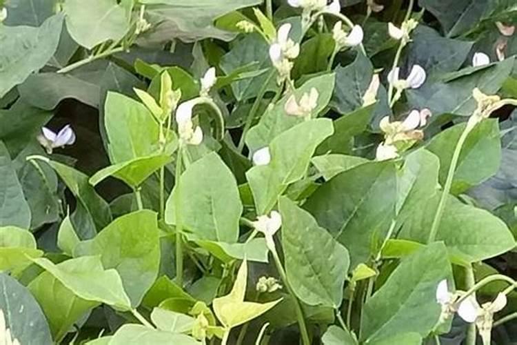 绿豆开花时能喷叶面肥